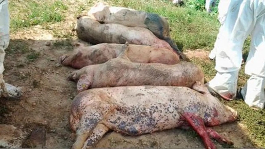 Afrikai sertéspestis? H5N1? MI TUDJUK A MEGOLDÁST!
