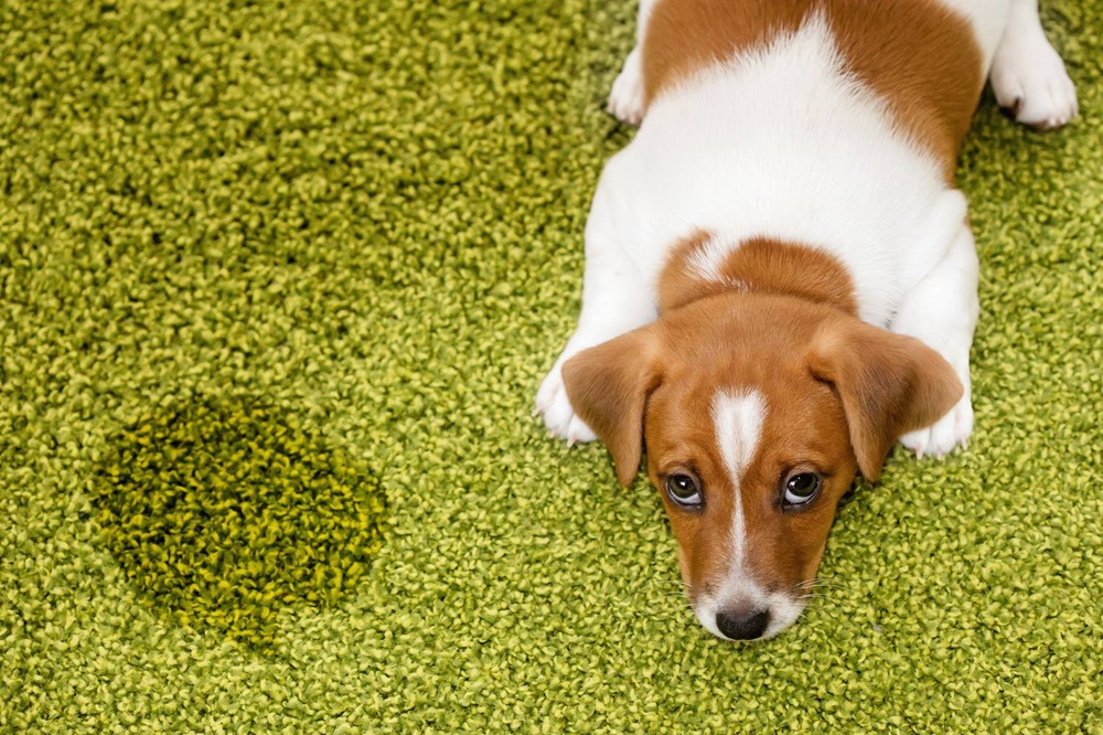 Szagtalanítás FELSŐFOKON - Öko Kennel teszt